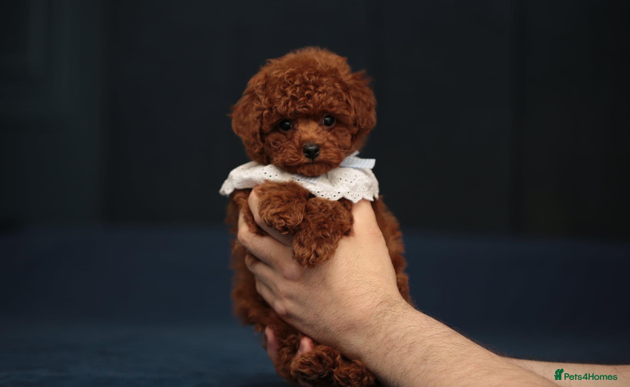 Toy Poodle dogs TOY POODLE, FULL ASIAN LINE MAHOGANY BOY  - Advert 2