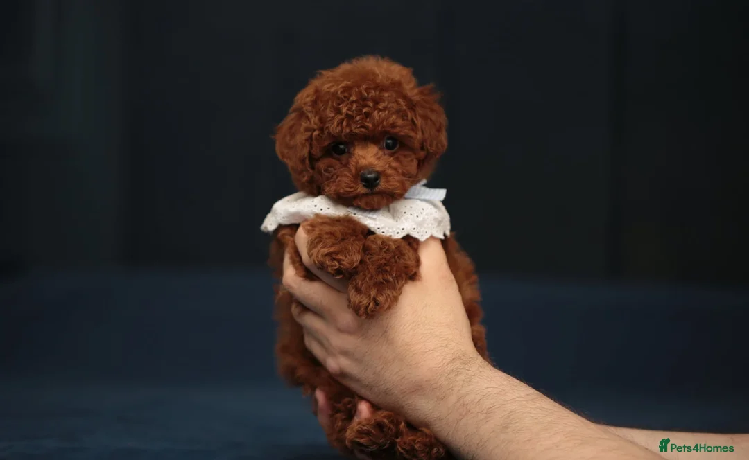 Toy Poodle dogs for sale: TOY POODLE, FULL ASIAN LINE MAHOGANY BOY  - Advert 2