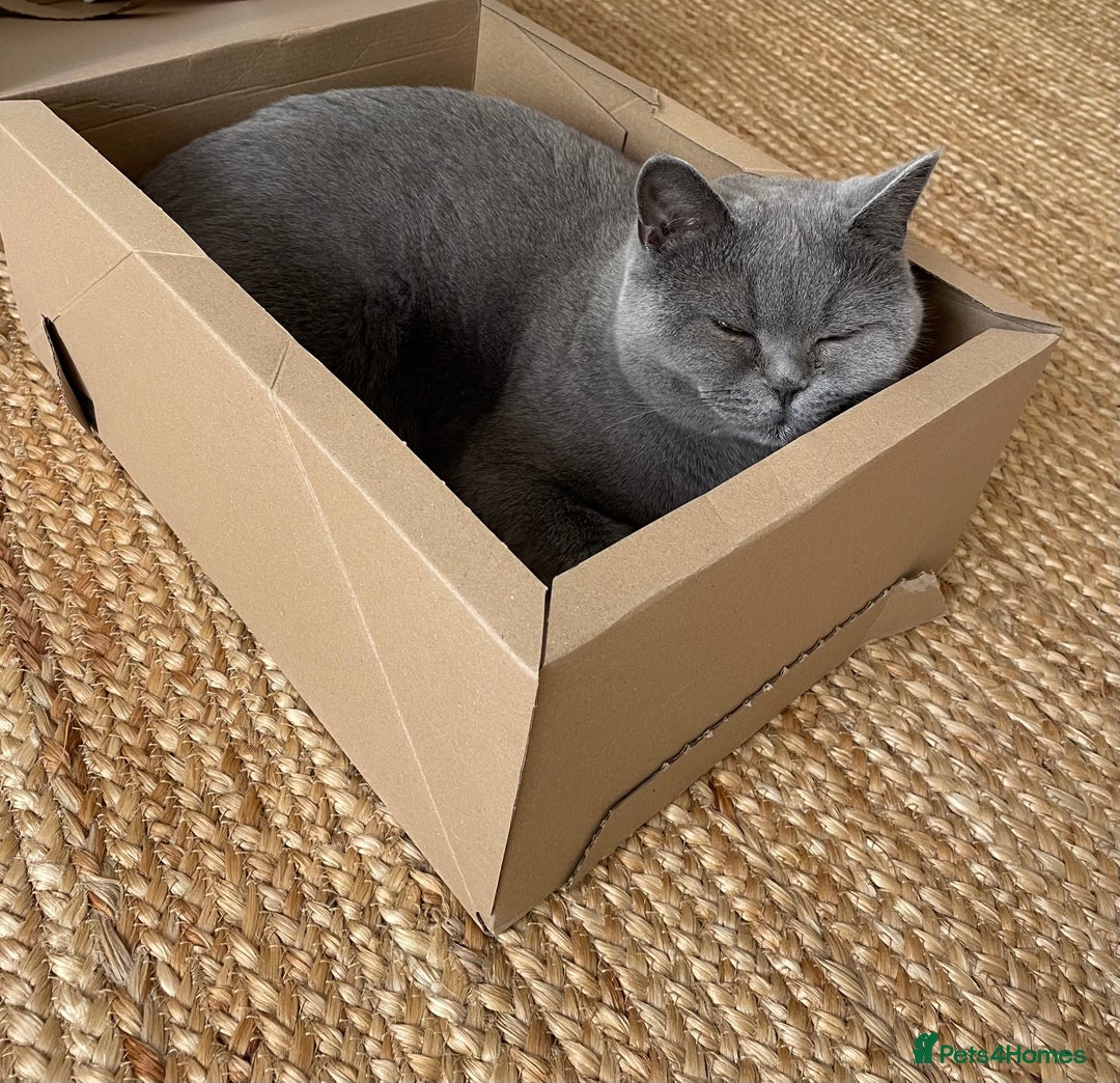 British Shorthair cats for sale: Beautiful & Friendly British Shorthair Girl - Advert 5