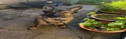 German Shepherd dogs for sale: Male German shepherd 7years - Advert 15