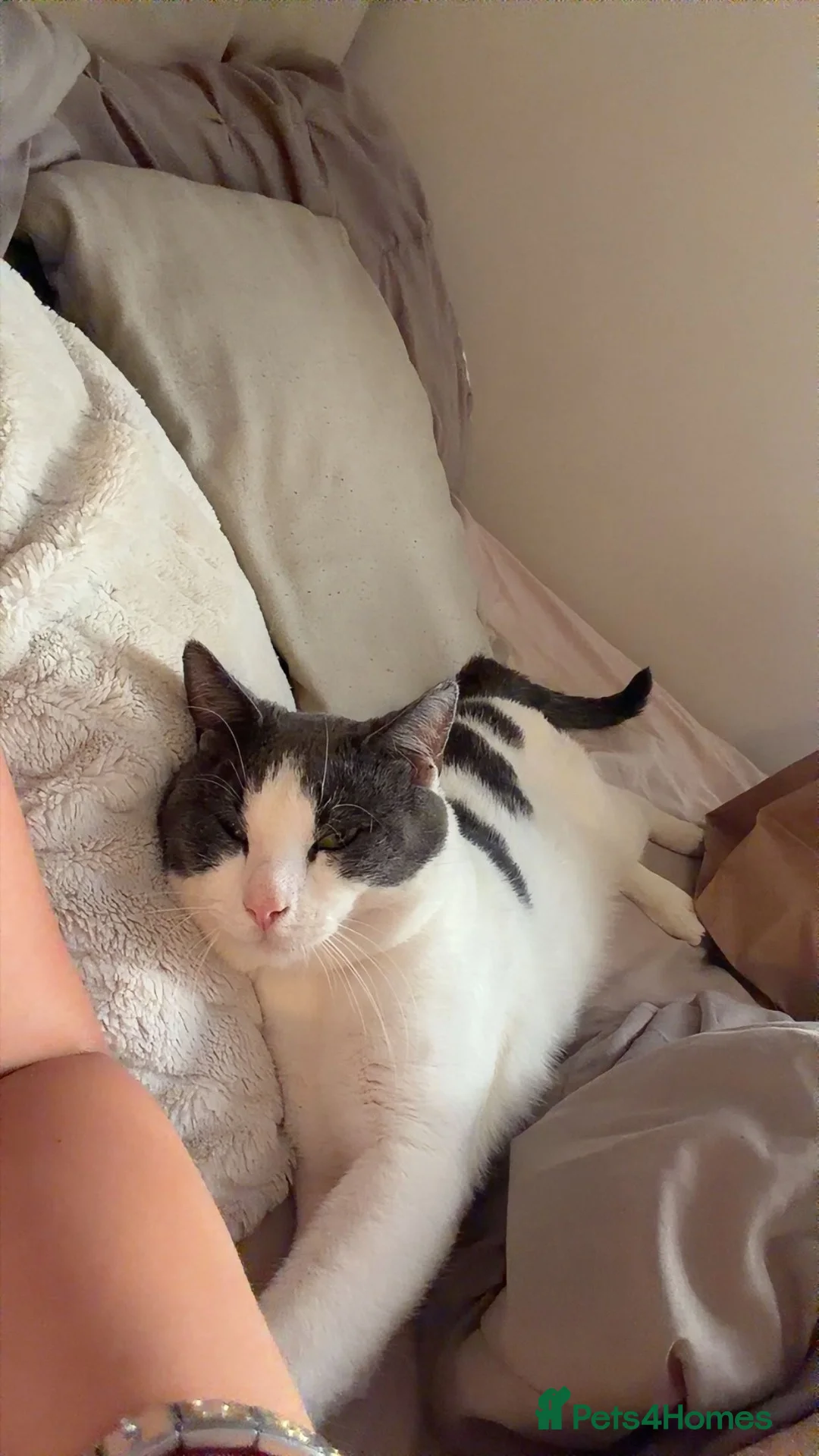 Turkish Van cats for sale: Free to go to a good home  in Leicester - Advert 2