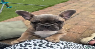 French Bulldog dogs - Advert 15
