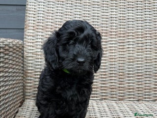 Cockapoo dogs F1b Cockapoo Puppies (One boy left) - Advert 17