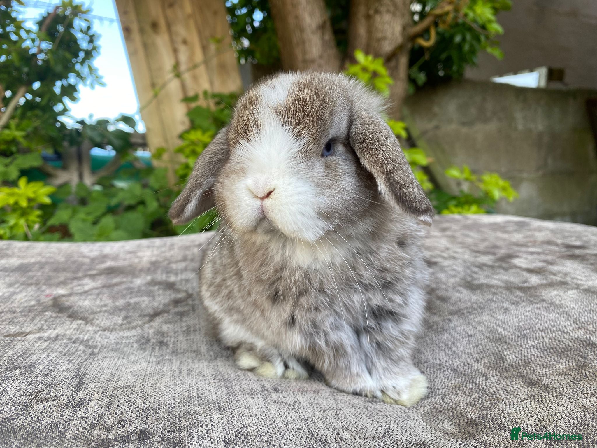 Mini Lop rabbits Mini lops - Advert 17