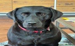 Labrador Retriever dogs for sale: Black Labrador retriever puppies KC registered - Image 14