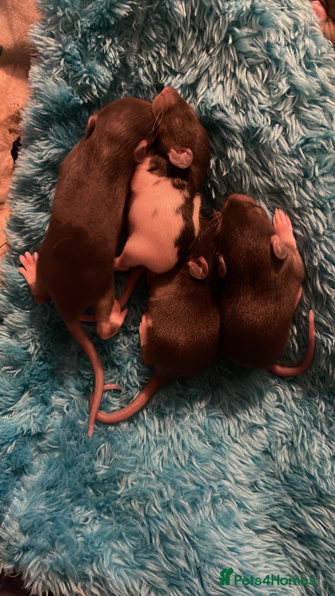 Rat rodents for sale: Rats looking for 5* homes only  - Image 20