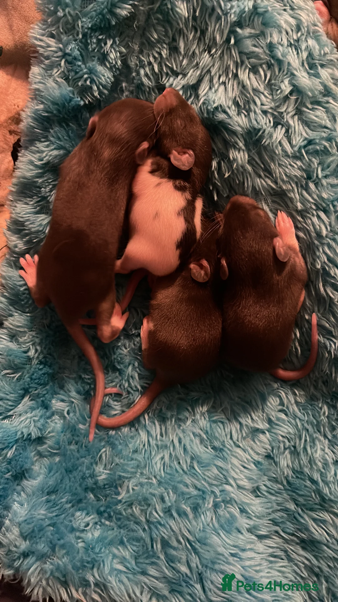 Rat rodents for sale: Rats looking for 5* homes only  - Advert 24