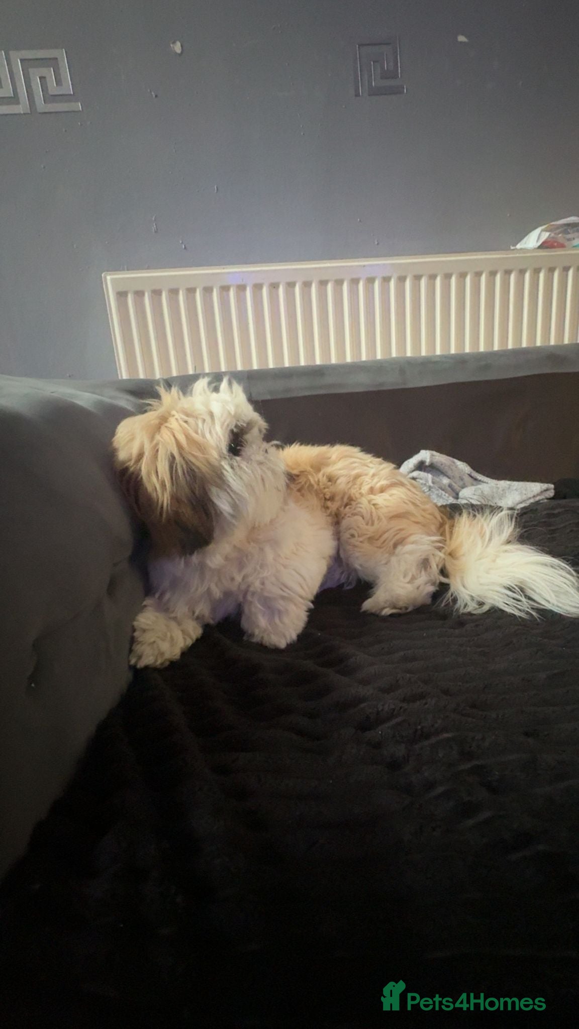 Shih Tzu dogs for sale: Shih Tzu in Nelson - Advert 6