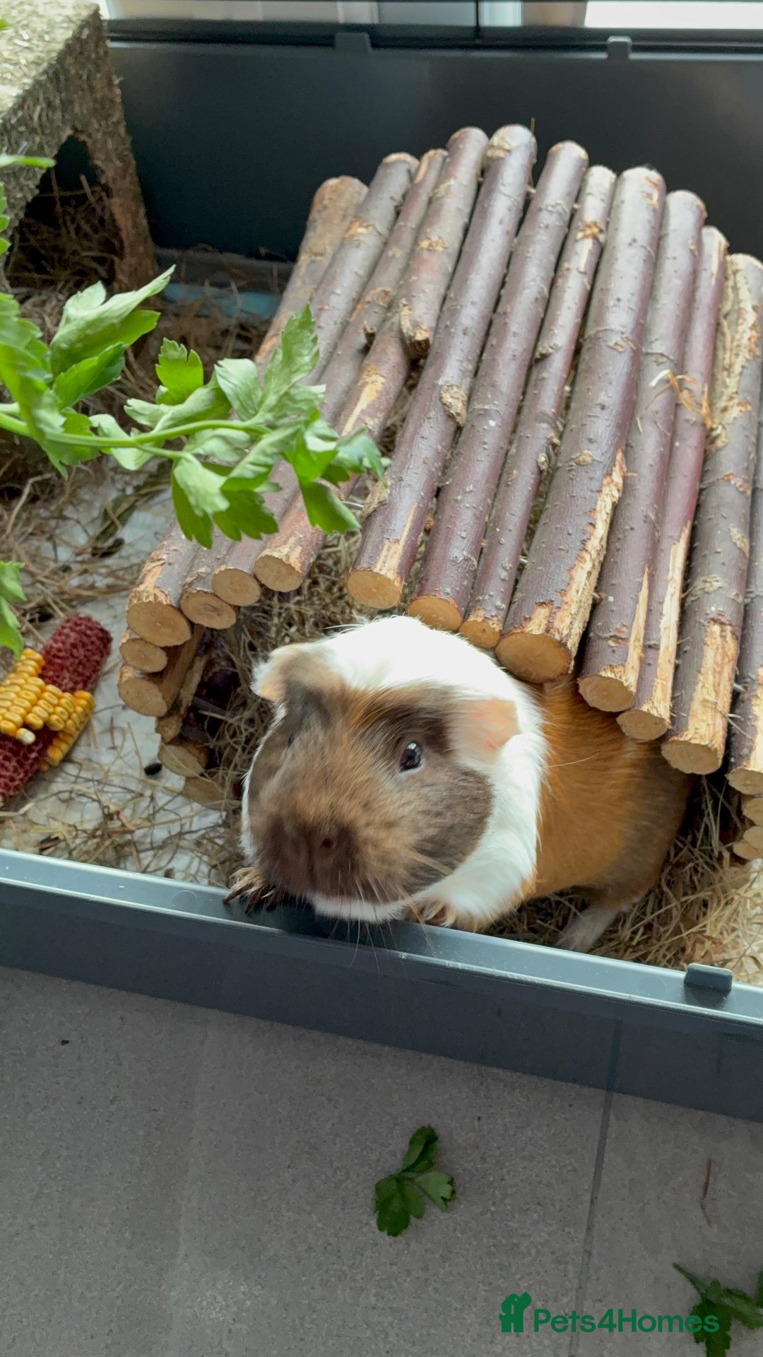 Guinea Pig rodents for sale: Male single Guinea Pig  - Advert 8