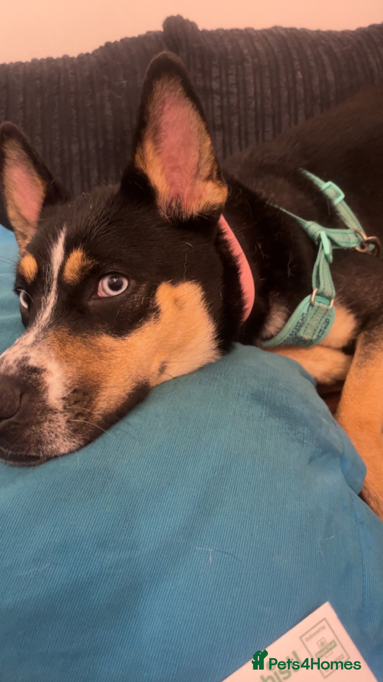 Mixed Breed dogs Alvara needs a new loving home  - Advert 2