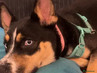 Mixed Breed dogs Alvara needs a new loving home - Advert 2