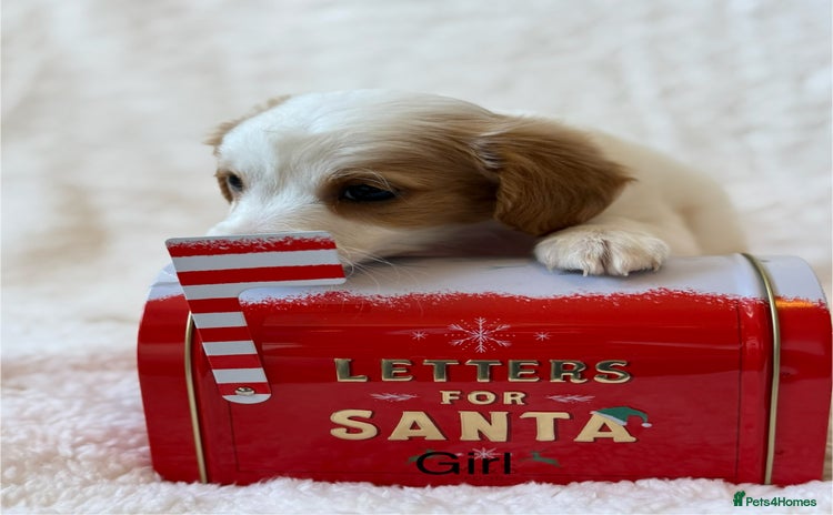 Cavapoo dogs Cavapoo *Licensed* Ready 2nd Dec. - Advert 1