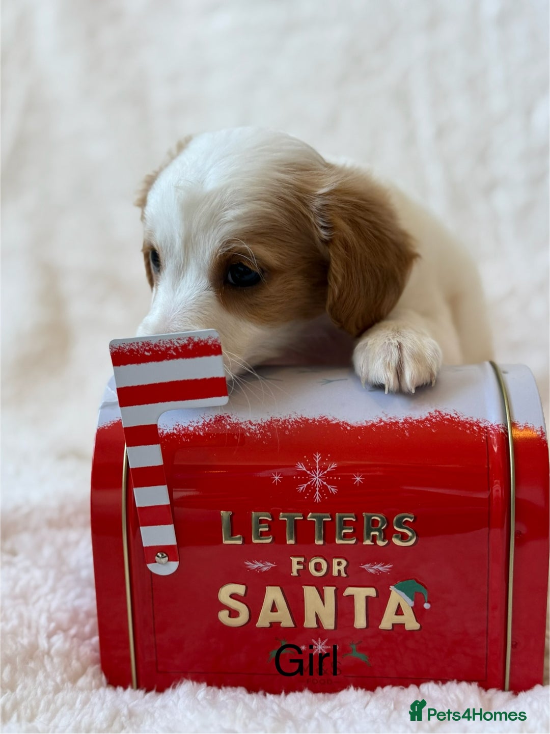 Cavapoo dogs for sale: Cavapoo *Licensed* Ready 2nd Dec. - Advert 7