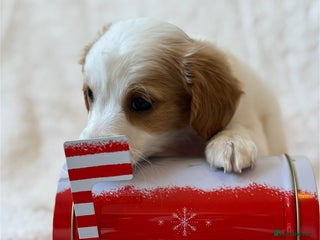 Cavapoo dogs Cavapoo *Licensed* Ready 2nd Dec. - Advert 5