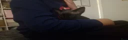 Mixed Breed cats for sale: RARE Sphynx Cross Babies - Advert 4