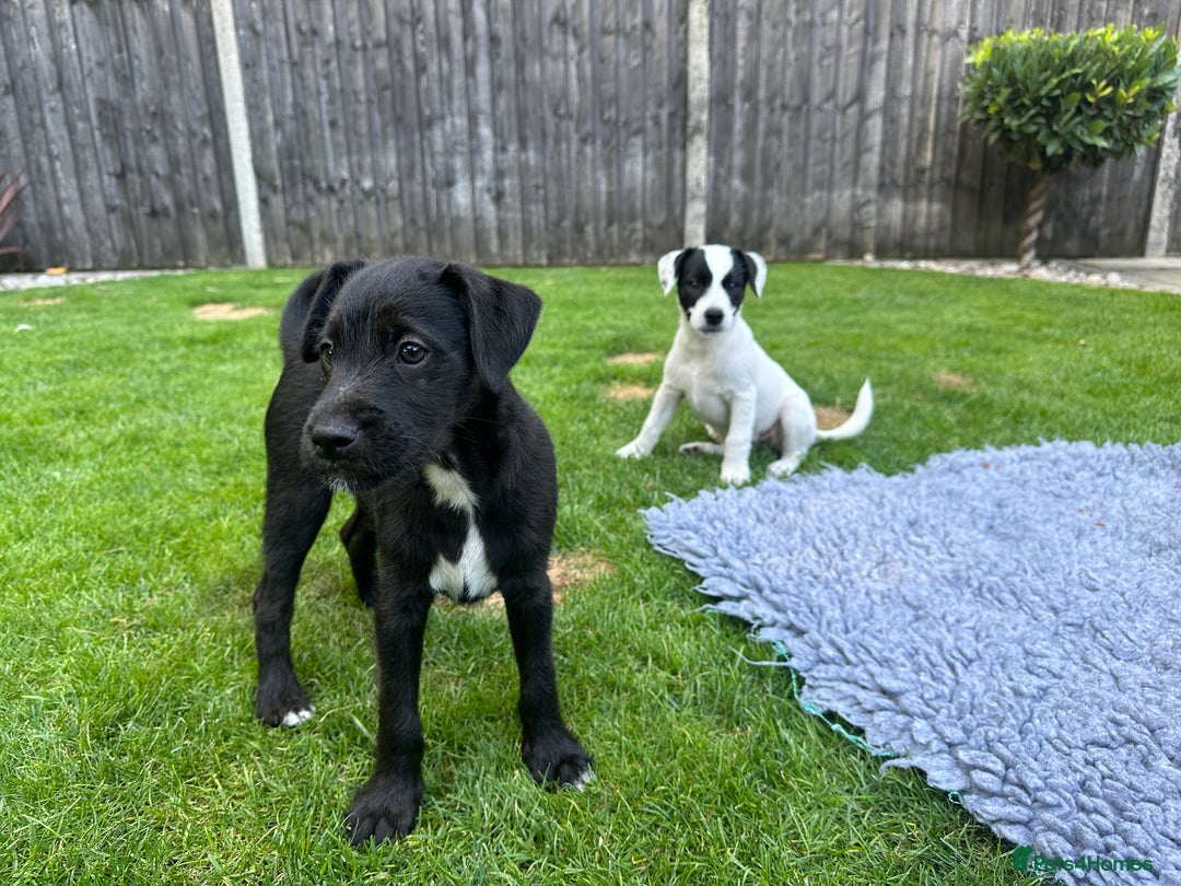 Patterjack dogs for sale:  🐾 Patterdale x Jack Russell Puppies 🐾 - Image 9