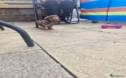 Miniature Dachshund dogs for sale: Miniature dachshund  - Image 5