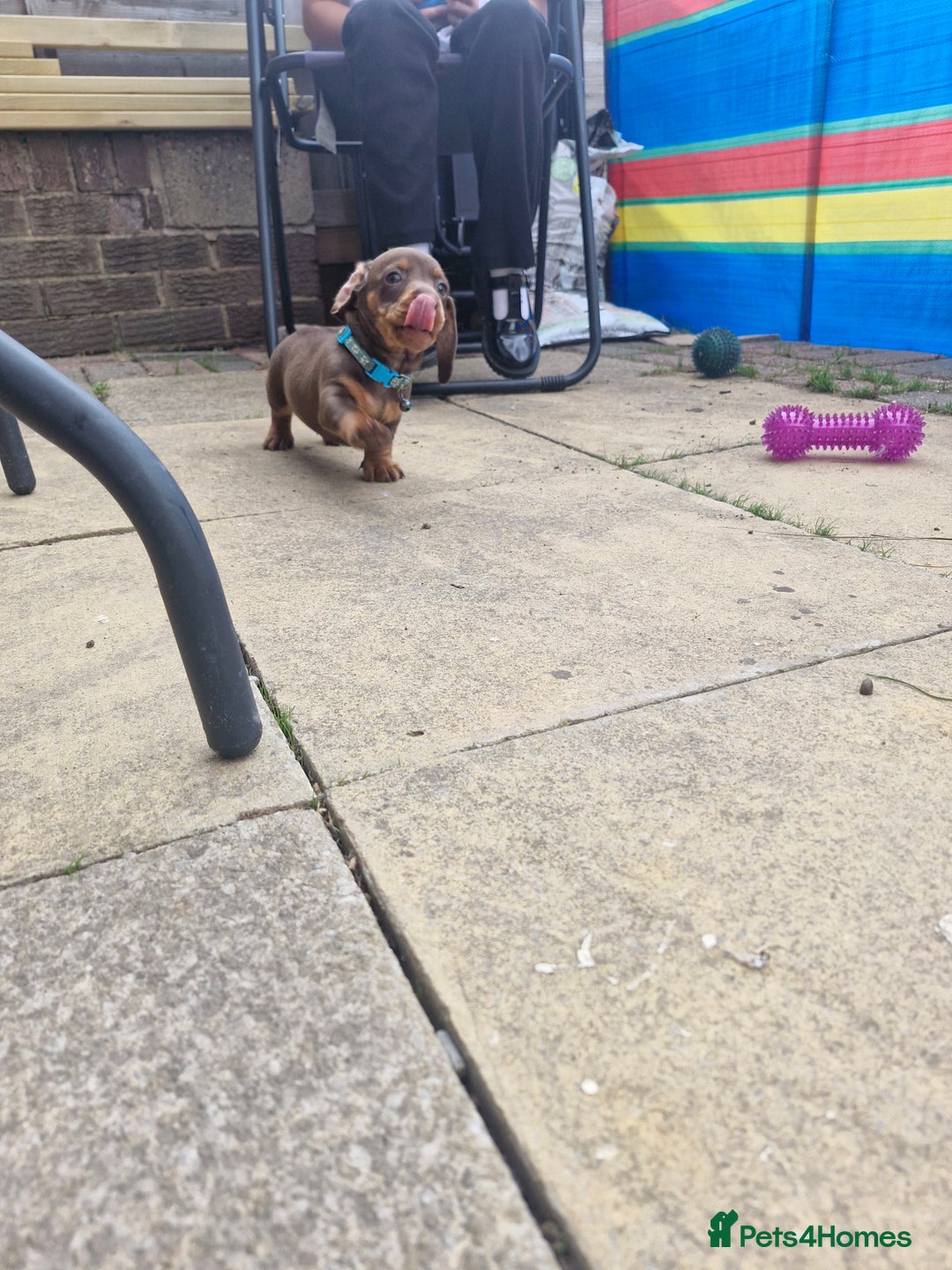 Miniature Dachshund dogs for sale: Miniature dachshund  - Image 5