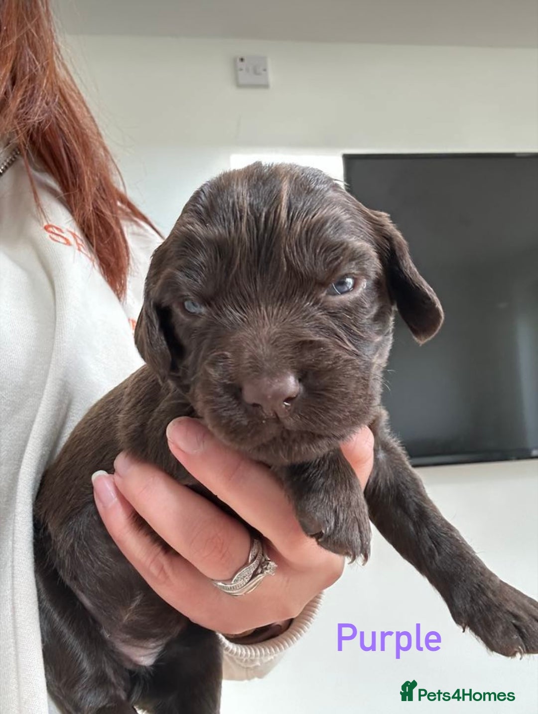 Cocker Spaniel dogs for sale: Chocolate Cocker Spaniel’s  in Crook - Image 3