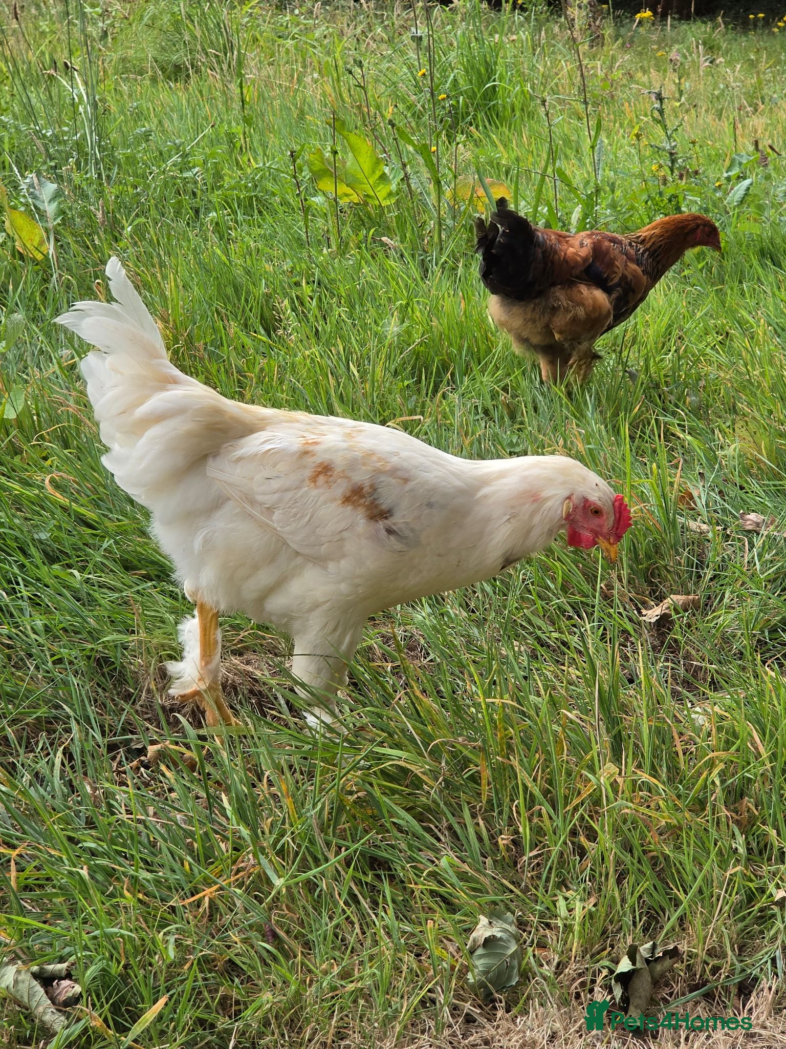 Chickens poultry Young Cockerel (Golden Brahma x White Leghorn) - Advert 2