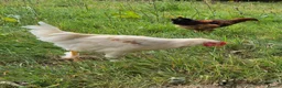 Chickens poultry for sale: Young Cockerel (Golden Brahma x White Leghorn) - Advert 2