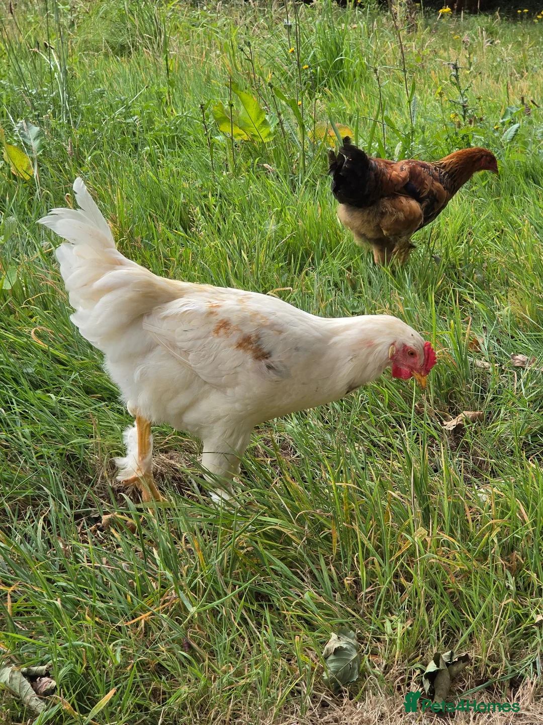 Chickens poultry for sale: Young Cockerel (Golden Brahma x White Leghorn) - Advert 2
