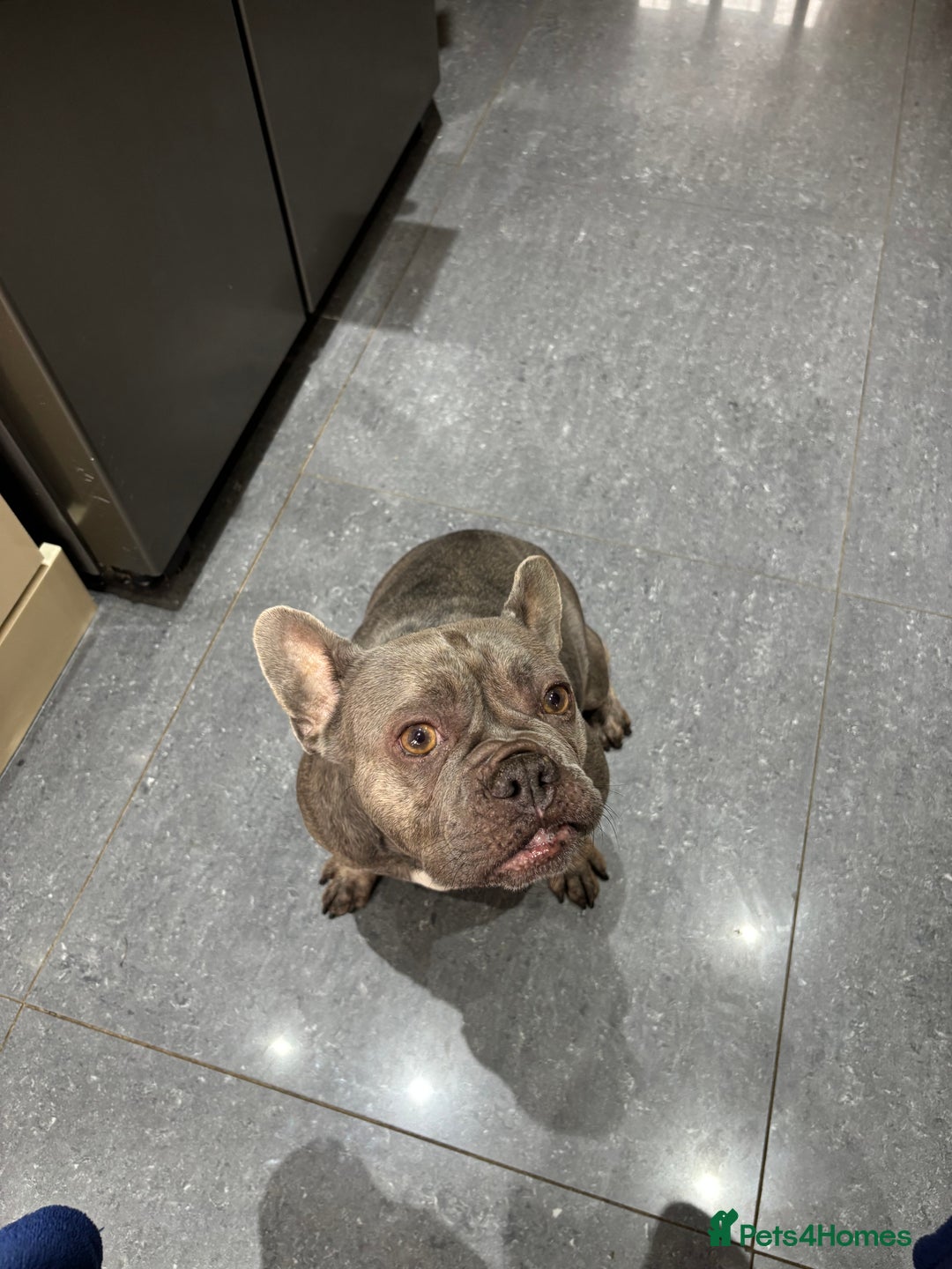 French Bulldog dogs for sale: Frenchie girl 4 years old  - Advert 5
