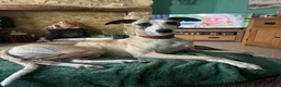 Whippet dogs for stud: Star faced Brindle available for Stud  - Advert 5