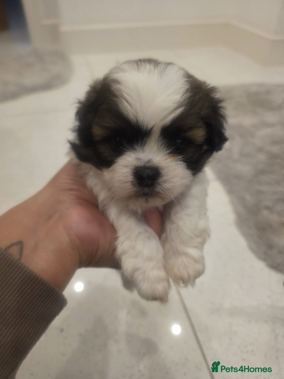 Shih Tzu dogs for sale: Shih tzu puppies - Image 7