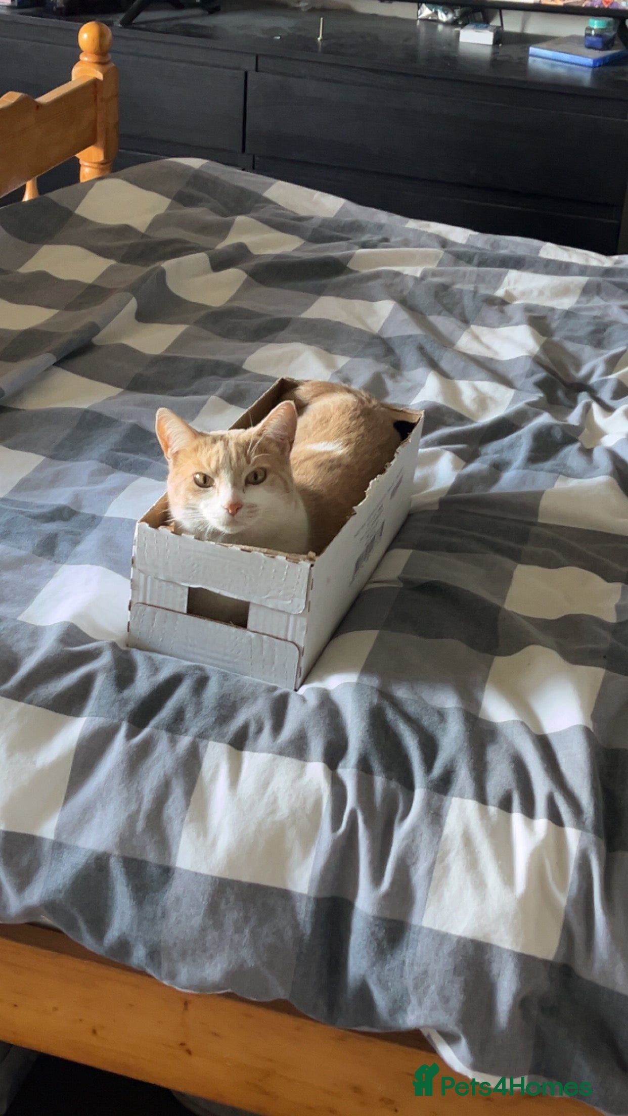 Mixed Breed cats Bean  - Advert 1