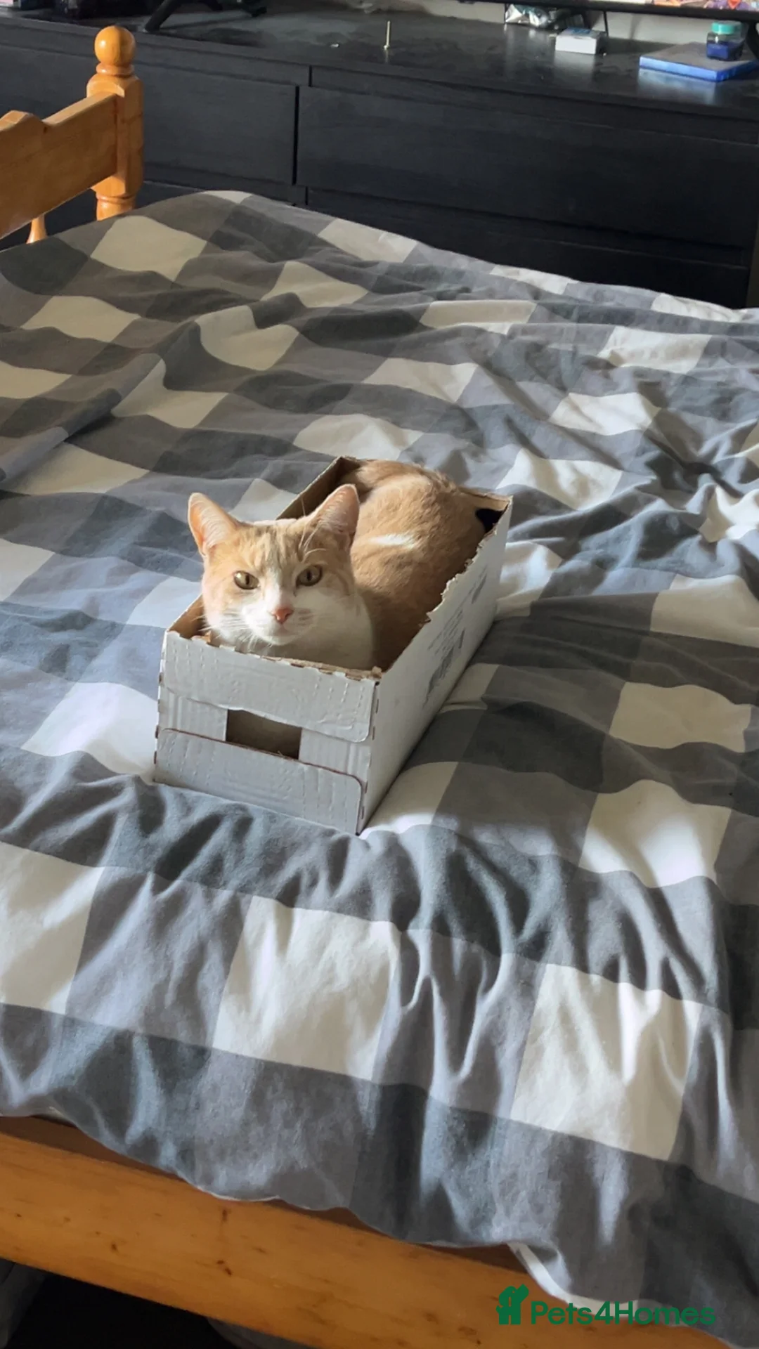 Mixed Breed cats for sale: Bean  - Advert 1