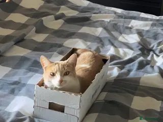 Mixed Breed cats Bean - Advert 1