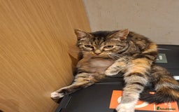 Mixed Breed cats for sale: 2 gorgeous kittens - Image 16