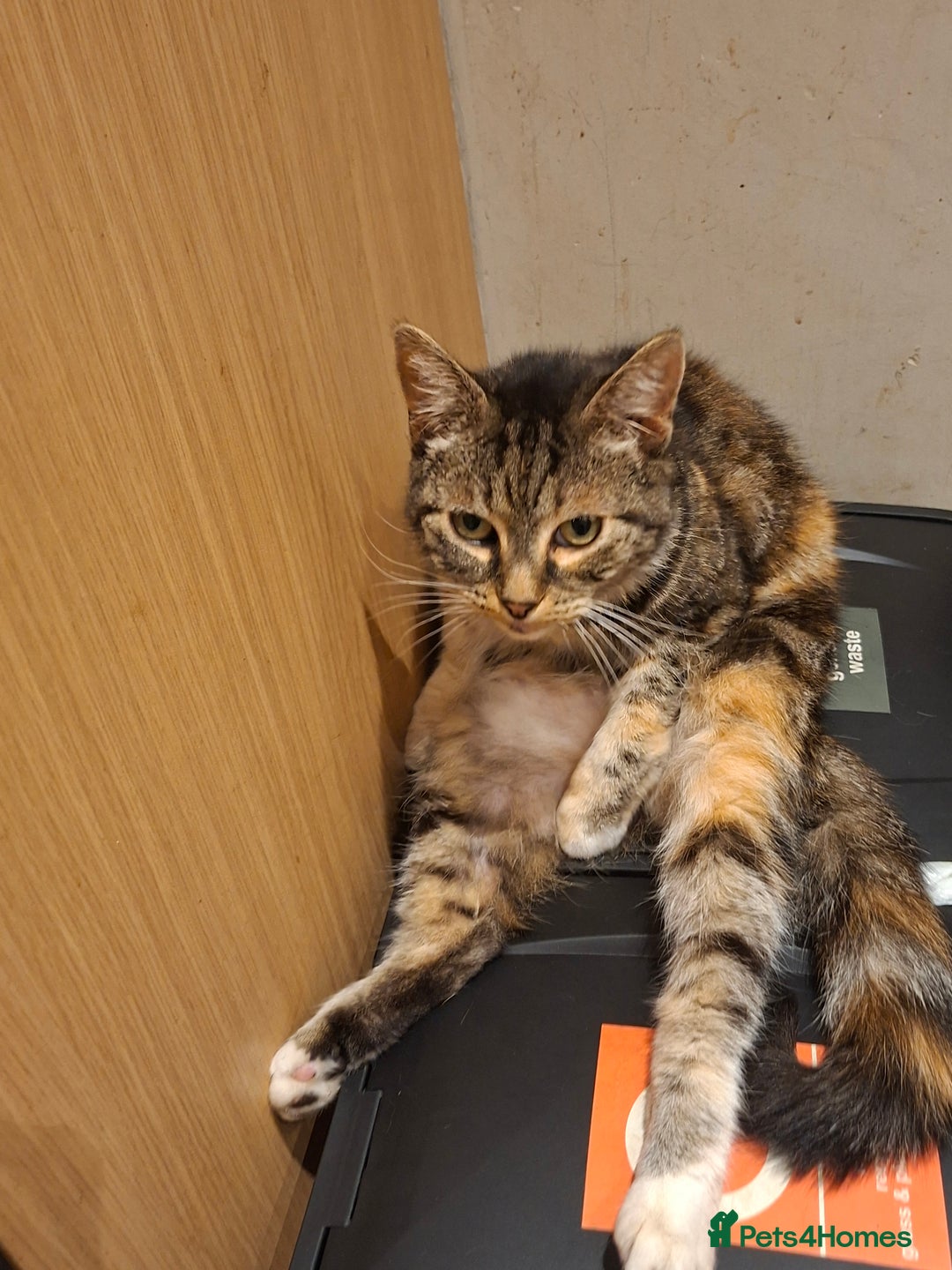 Mixed Breed cats for sale: 2 gorgeous kittens - Image 16