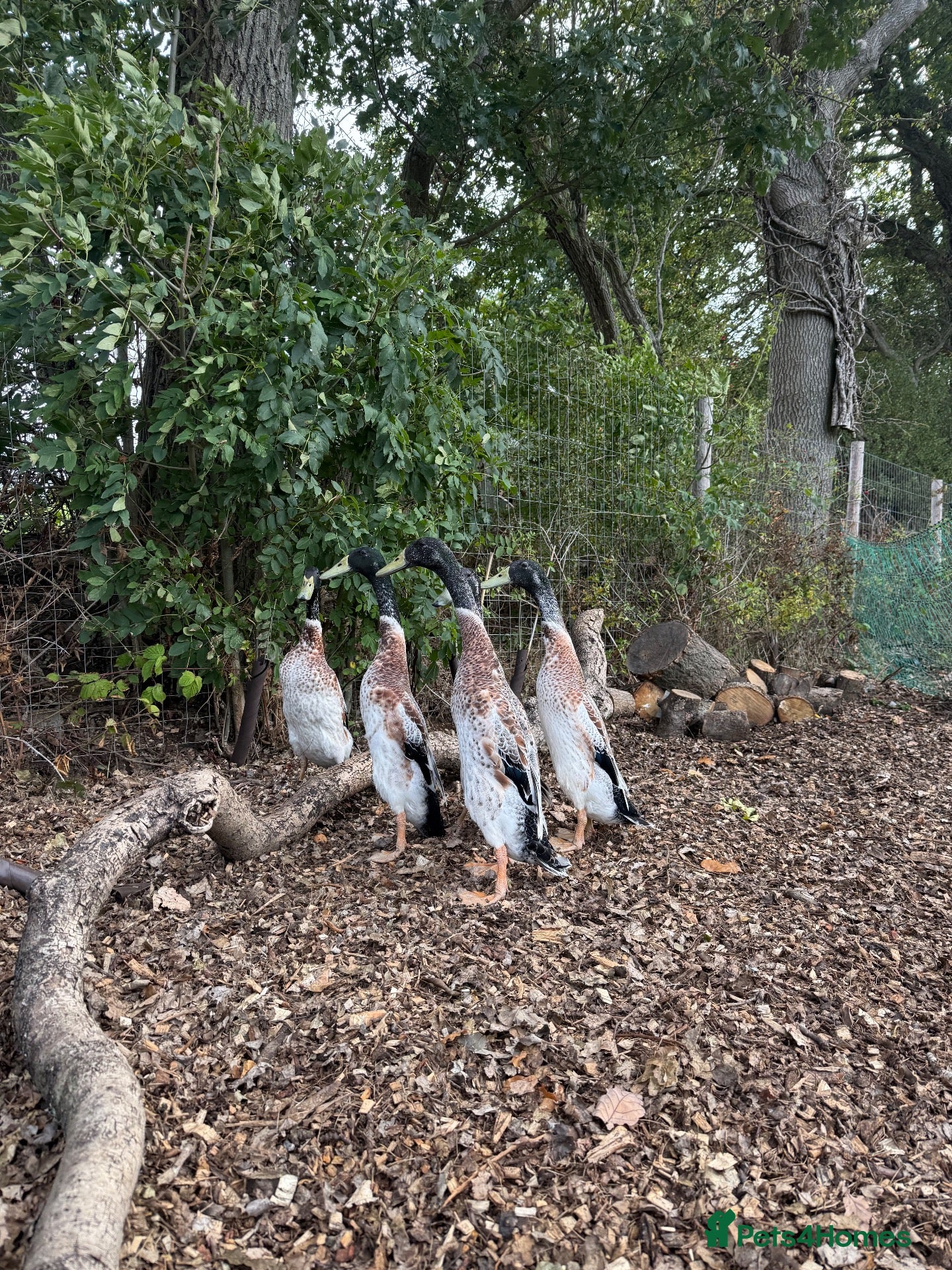 Ducks poultry Indian Runner duck drakes  - Advert 1