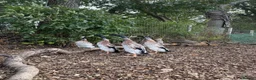 Ducks poultry for sale: Indian Runner duck drakes  - Advert 1