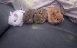 Netherland Dwarf rabbits for sale: Agouti netherland dwarf babies - Image 5