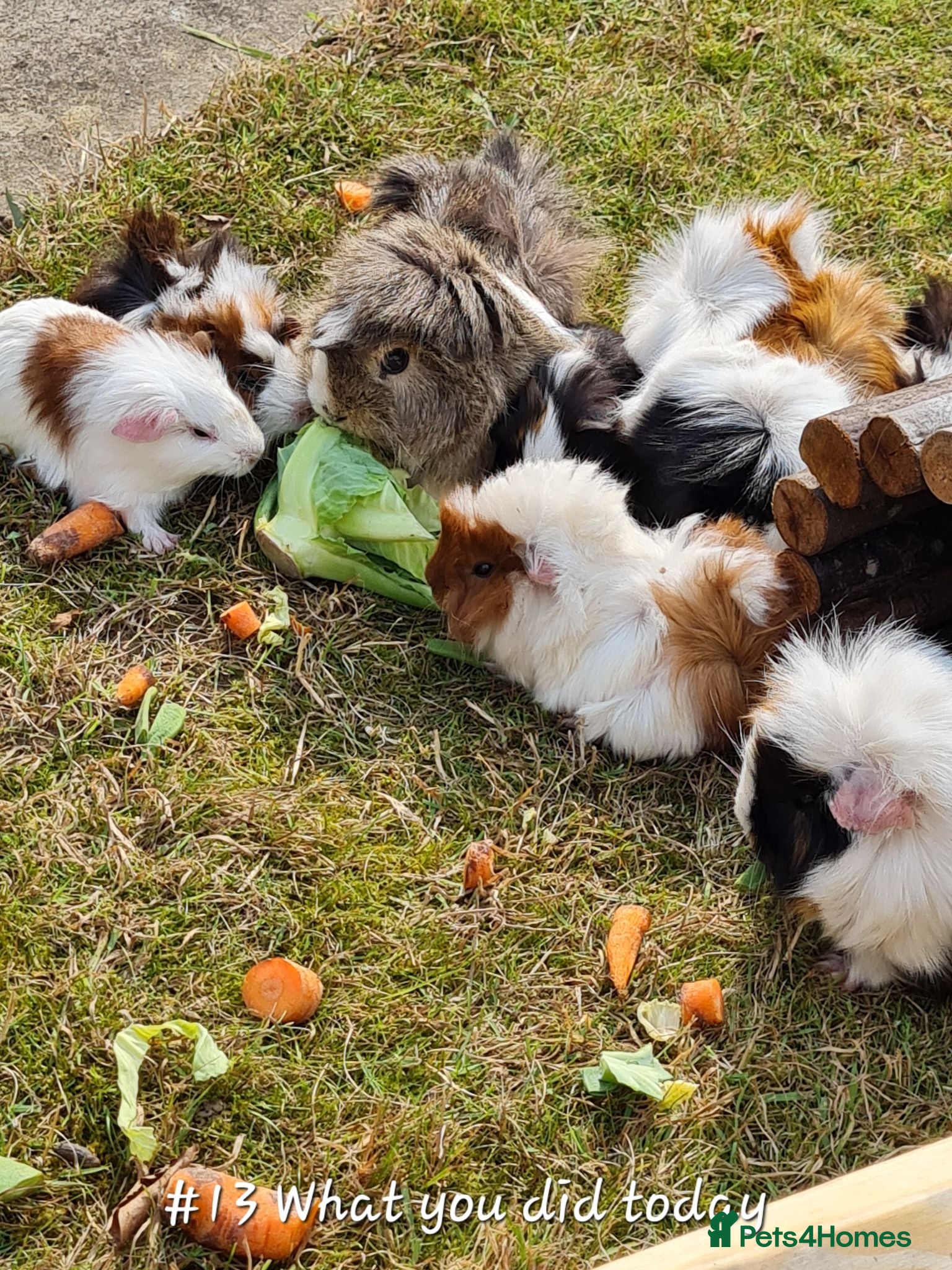 Guinea Pig rodents Herd of guinea pigs for sale - Advert 1