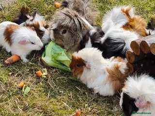 Guinea Pig rodents Herd of guinea pigs for sale - Advert 3