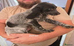Cocker Spaniel dogs for sale: Cocker spaniel pups - Image 16