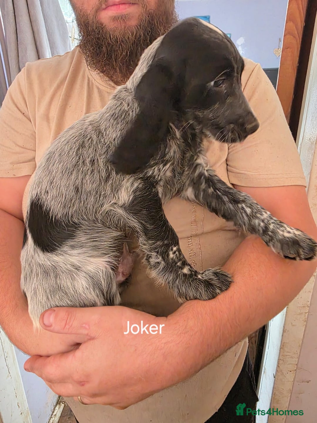 Cocker Spaniel dogs for sale: Cocker spaniel pups - Image 16