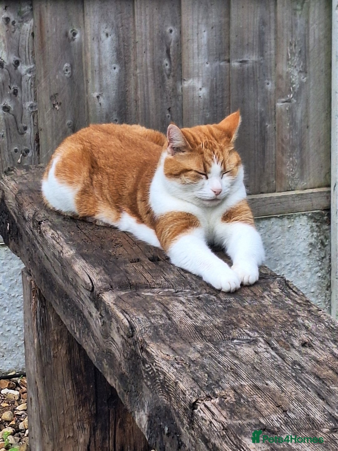 Mixed Breed cats for sale: Neville - Image 4