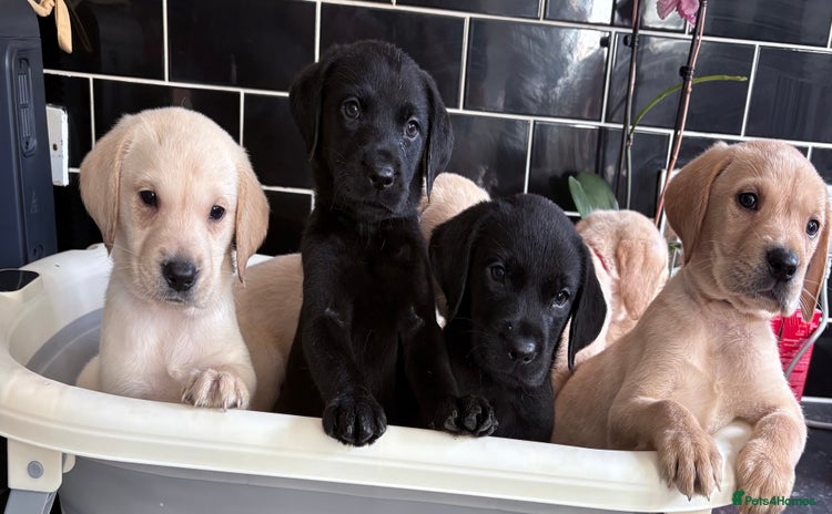 Labrador Retriever dogs - Advert 14