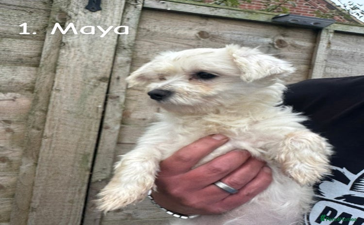 Maltese dogs - Advert 8