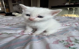 Ragcoon cats for sale: Kittens for sale  - Image 11