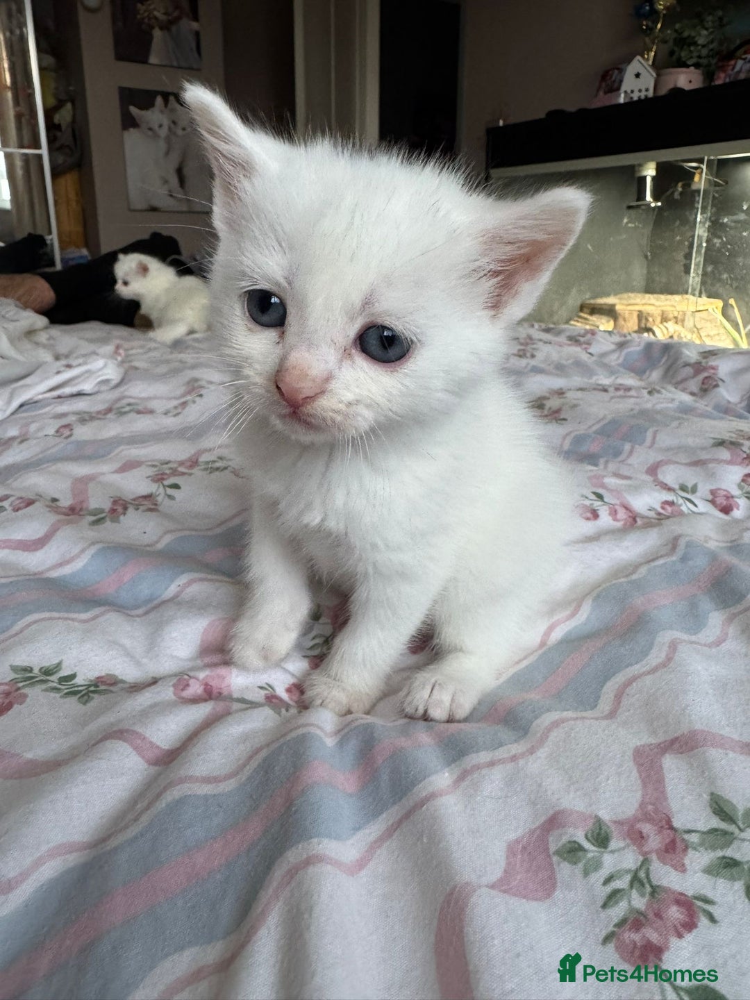 Ragcoon cats for sale: Kittens for sale  - Image 11