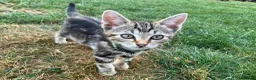 Bengal cats for sale: Two gorgeous bengal boys left READY NOW - Advert 15