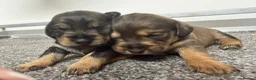 Mixed Breed dogs for sale: Miniature schnoxie/schnauzund puppy’s  - Advert 7
