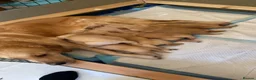 Golden Retriever dogs for sale: Golden retriever puppies for sale in Ashtead - Advert 7