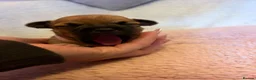 Chihuahua dogs for sale: Puppy chihuahuas  - Advert 11